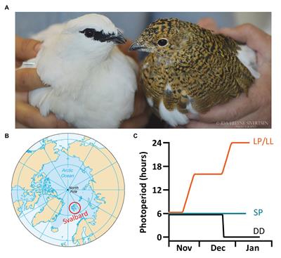 Body Temperature and Activity Rhythms Under Different Photoperiods in High Arctic Svalbard ptarmigan (Lagopus muta hyperborea)